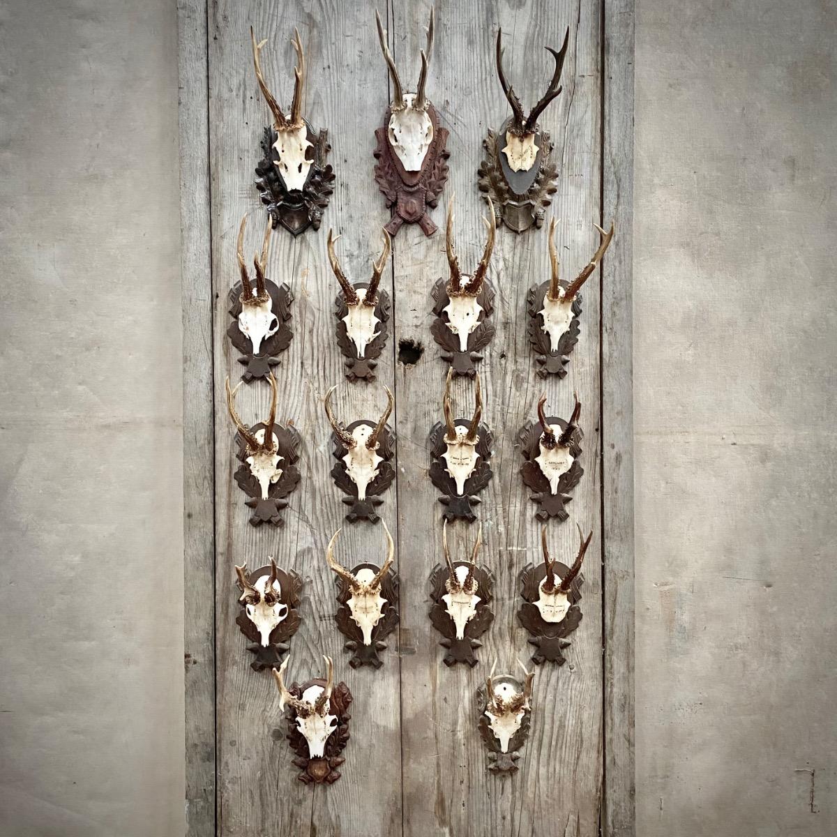 Set of Roe Deer trophies