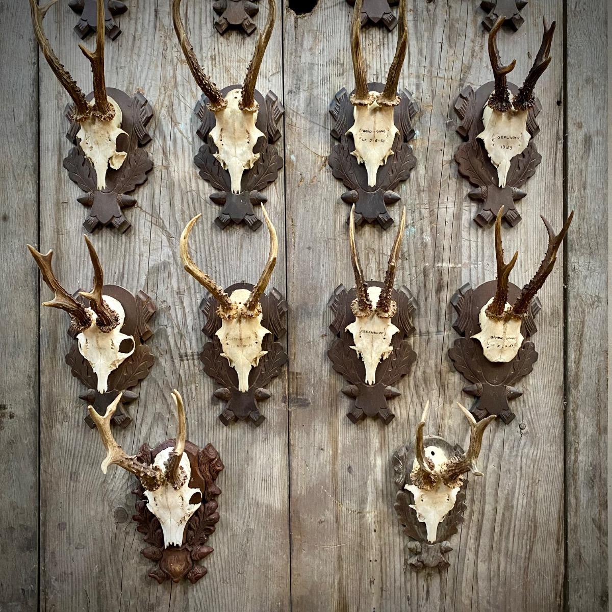 Set of Roe Deer trophies