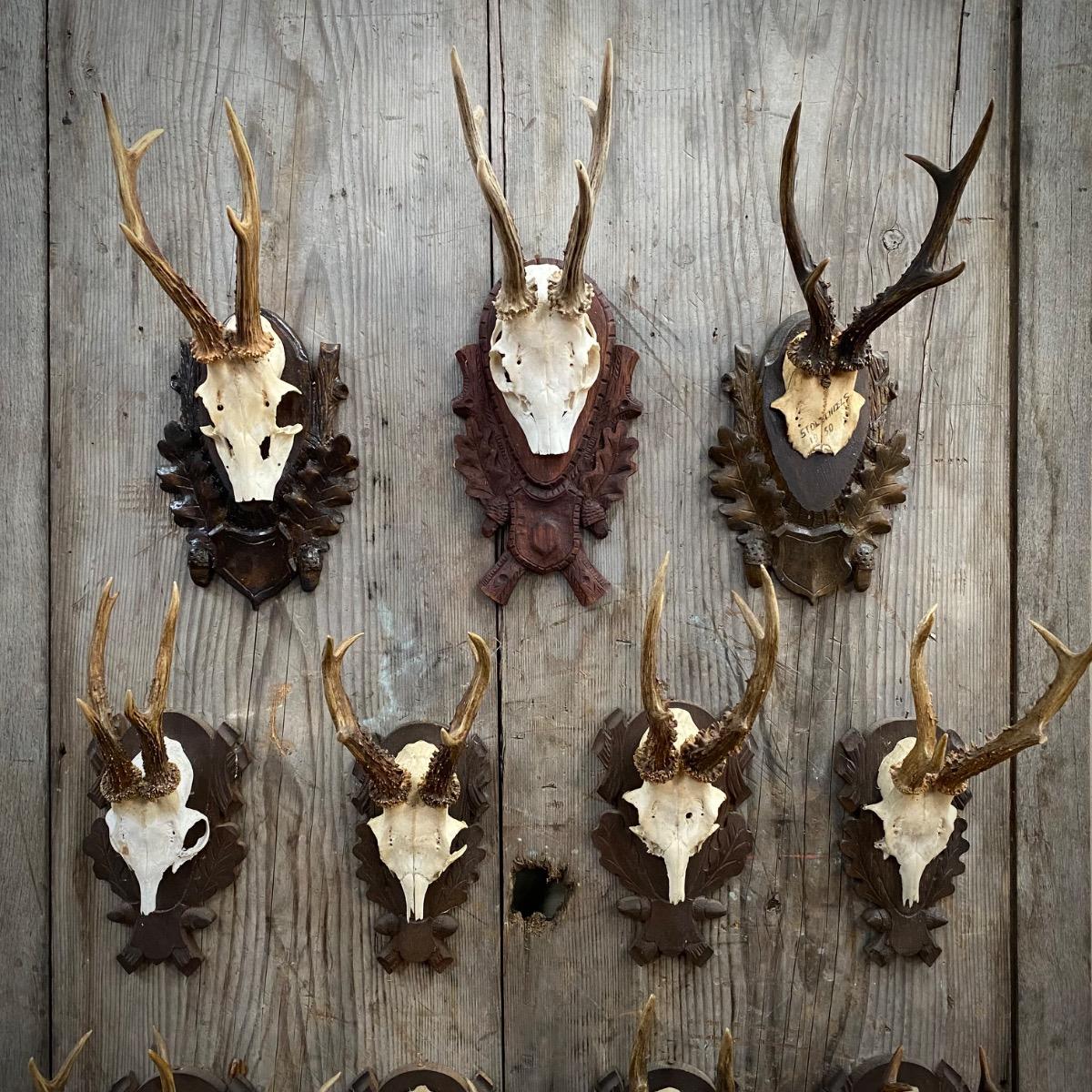 Set of Roe Deer trophies